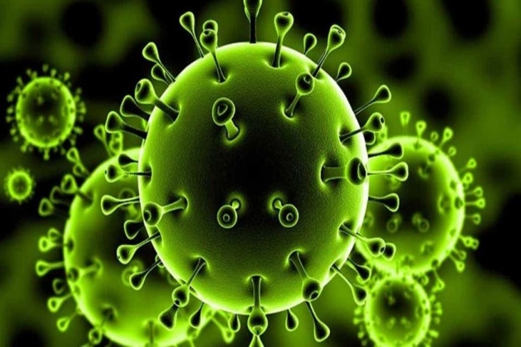 Virüsler Kaça Ayrılır?