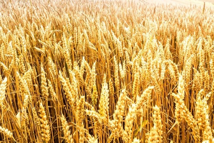 Votkanın Ana Maddesi Nedir?