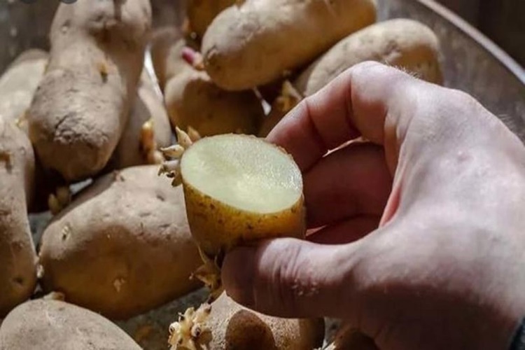 Yağlanmış Patates Kararır Mı?