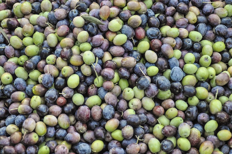 Yağlık Zeytin Ne Zaman Toplanır?