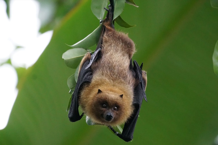 Yarasa Kaç Gün Aç Yaşar? Güncel Oku