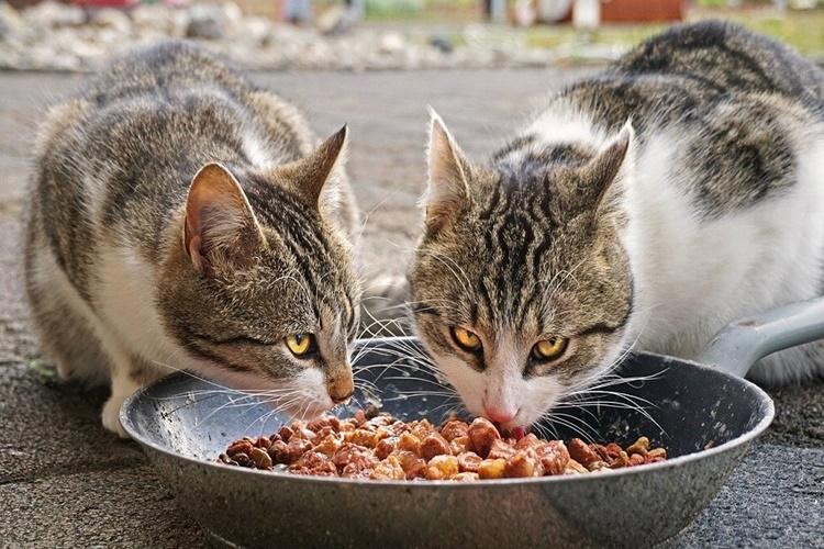 Yaş Kedi Mamasi Buzdolabına Konur Mu?
