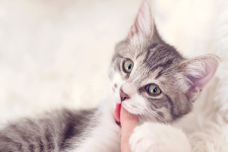 Yavru Kedi Isırması Nasıl Önlenir?