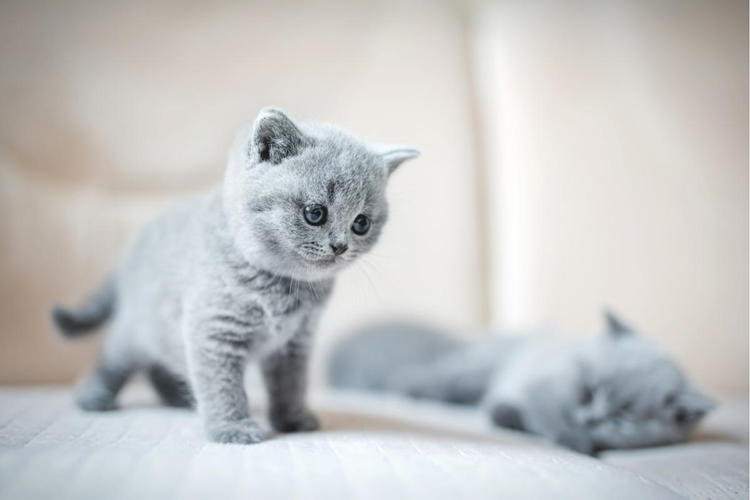 Yavru Kedi Nasıl Eğitilir?