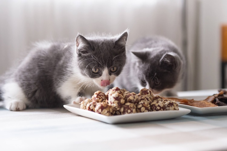 Yavru Kedi Ne İle Beslenir?