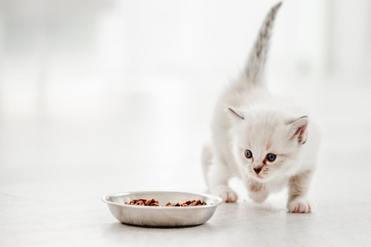 Yavru Kedi Ödül Maması Yer Mi?
