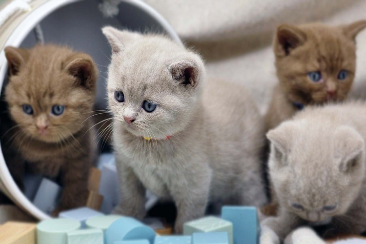 Yavru Kedi Renk Değiştirir Mi?