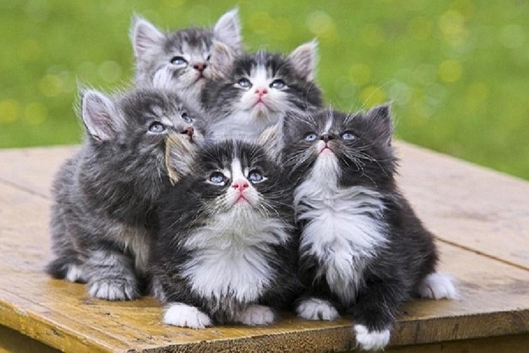 Yavru Kedi Sütten Ne Zaman Kesilir?