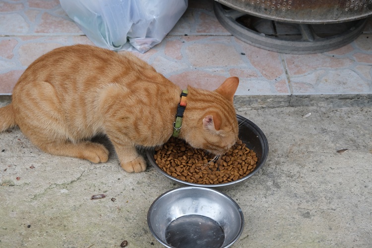 Yavru Kedi Yetişkin Maması Yerse Ne Olur?