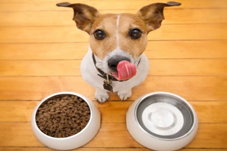 Yavru Köpek Beslenme Miktarı Nedir?