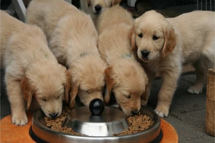Yavru Köpek Beslenme Saatleri Nedir?