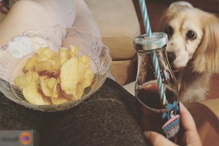 Yavru Köpek Cips Yer Mi?
