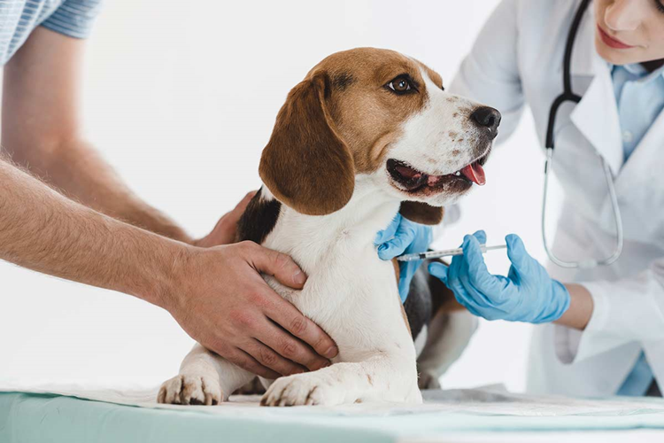Yavru Köpek Distemper Aşısı Fiyatı 2023 Ne Kadar?