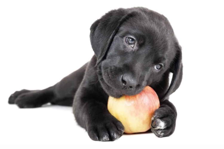 Yavru Köpek Elma Yer Mi?