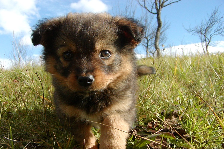 Yavru Köpek Haşlanmış Yumurta Yer Mi?