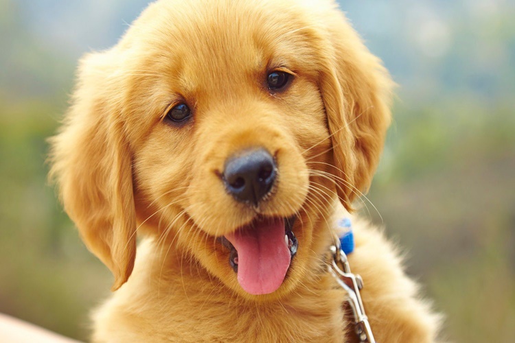 Yavru Köpek Korkunca Ne Yapar?