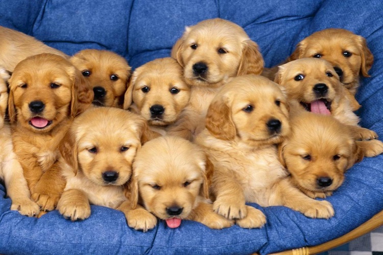 Yavru Köpek Leblebi Yer Mi?