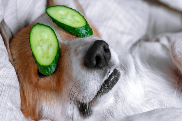 Yavru Köpek Salatalık Yer Mi?