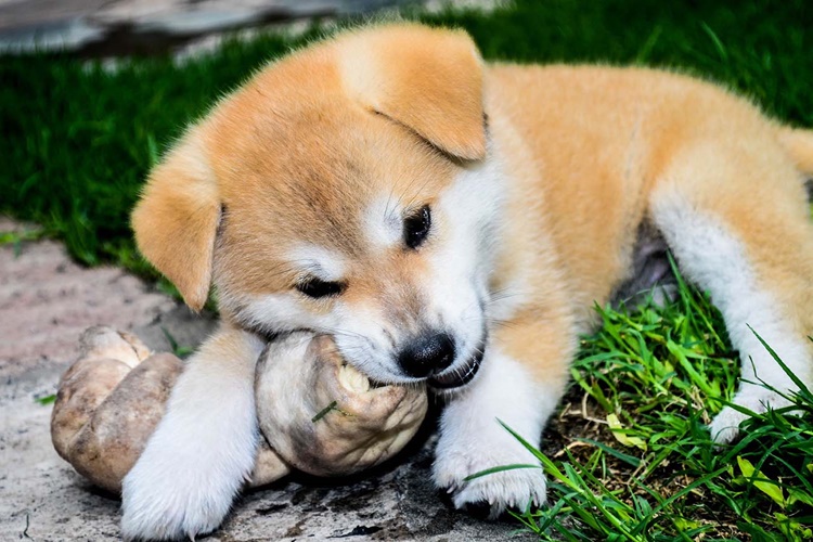 Yavru Köpek Şeker Yer Mi?