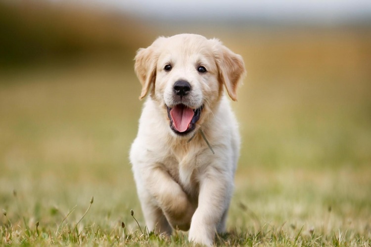 Yavru Köpek Tavuk Eti Yer Mi?