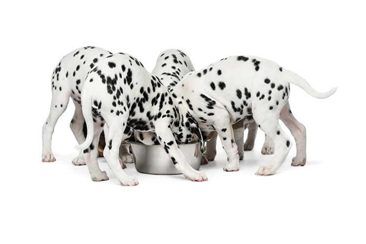 Yavru Köpek Tavuk Kemiği Yer Mi?