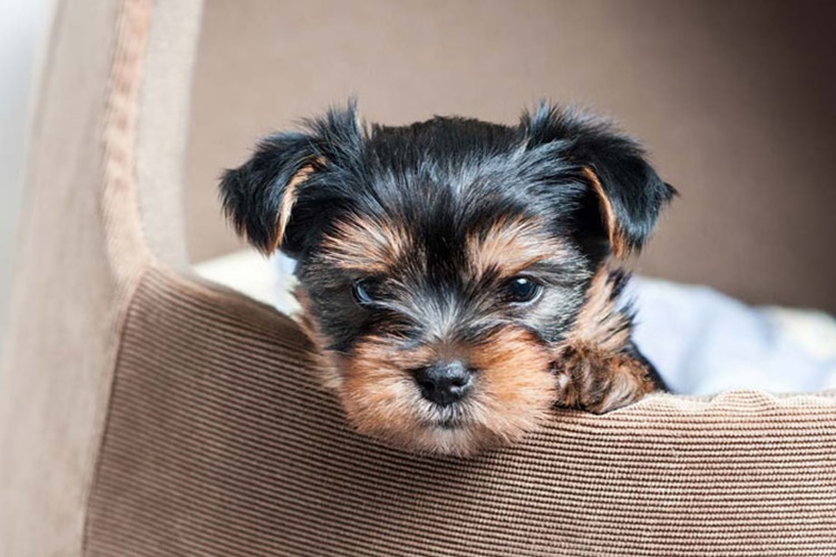 Yavru Köpek Tüy Döker Mi?