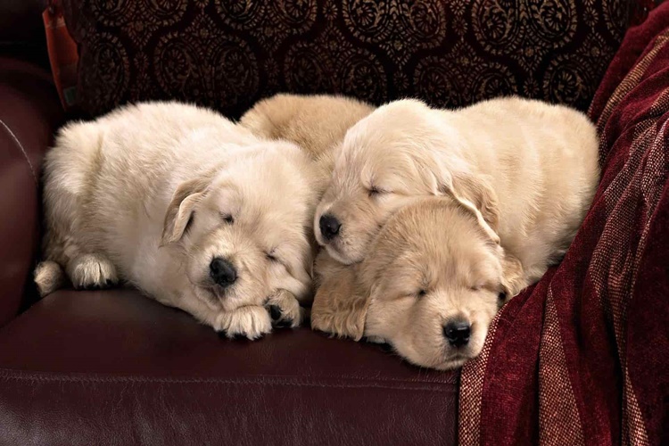 Yavru Köpek Uyurken Neden Titrer?