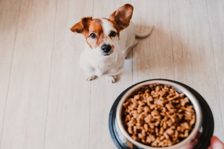 Yavru Köpeklere Tavuk Ciğeri Nasıl Verilir?