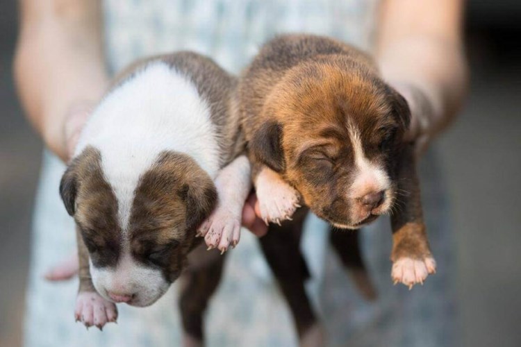 Yavru Pitbull Nasıl Eğitilir?