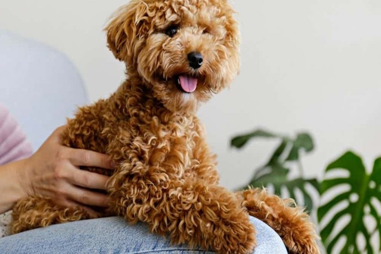 Yavru Poodle Tüy Döker Mi?