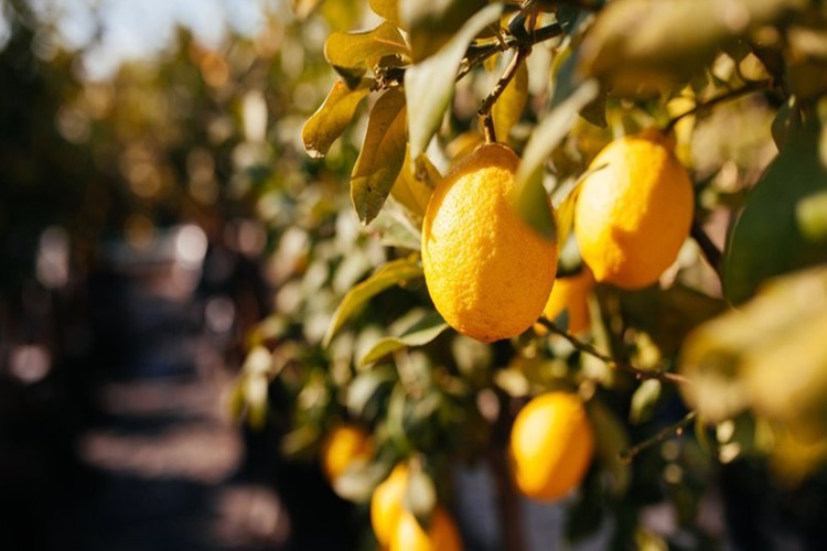 Yediveren Limon Ağacı Bakımı Nasıl Yapılır?