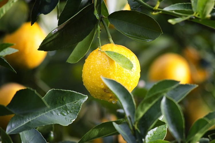 Yediveren Limon Ağacı Kaç Yaşında Meyve Verir?