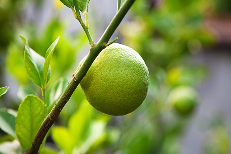 Yediveren Limon Ağacı Nasıl Anlaşılır?