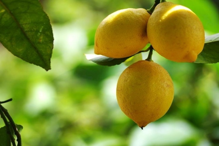 Yediveren Limon Ağacı Nasıl Budanır?
