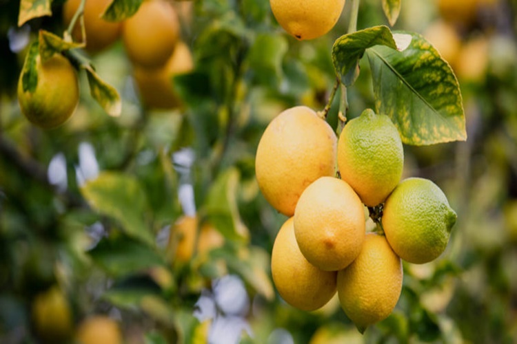Yediveren Limon Ağacı Ne Zaman Budanır?