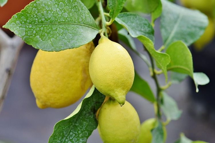 Yediveren Limon Ağacı Ne Zaman Çiçek Açar?