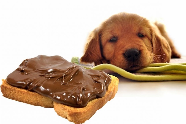 Yemek Köpeklere Zararlı Mı?