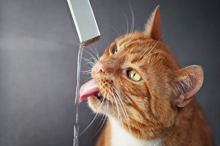 Yeni Doğum Yapan Kedi Çiftleşir Mi?
