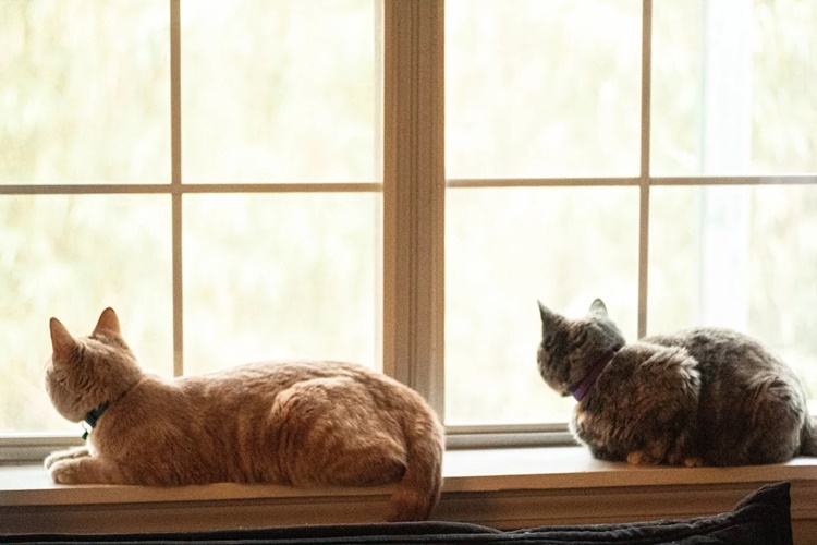 Yeni Doğum Yapan Kedi Hamile Kalır Mı?