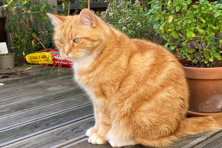 Yeni Doğum Yapan Kedi Kısırlaştırılır Mı?