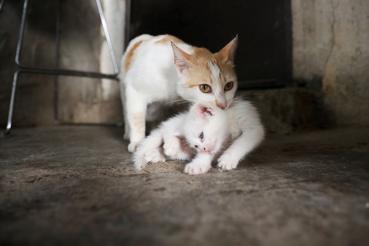 Yeni Doğum Yapan Kedi Kızgınlığa Girer Mi?