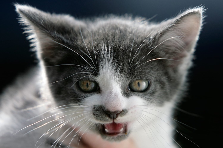 Yeni Doğum Yapan Kedi Kusar Mı?