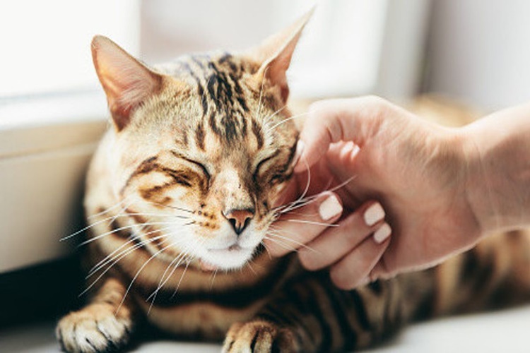 Yeni Doğum Yapan Kedi Ne Zaman Emzirir?