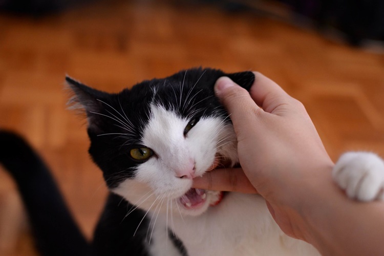 Yeni Doğum Yapan Kedi Neden Hızlı Nefes Alır?