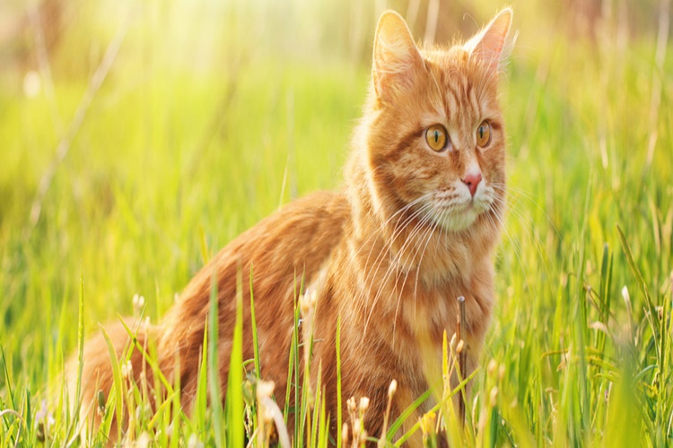 Yeni Doğum Yapan Kedi Pirelenir Mi?