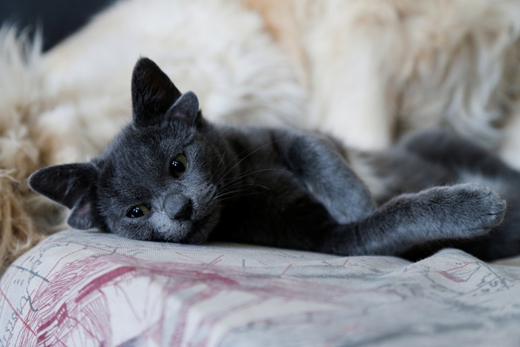 Yeni Doğum Yapan Kedi Tekrar Ne Zaman Hamile Kalabilir?