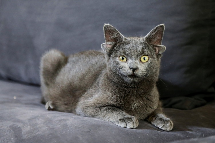 Yeni Doğum Yapan Kedi Yavrularını Bırakır Mı?
