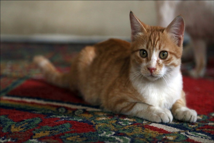 Yeni Doğum Yapan Kedi Yavrularını Neden Taşır?