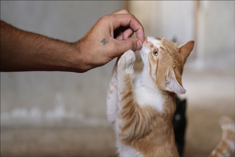Yeni Doğum Yapan Kedi Yıkanır Mı?