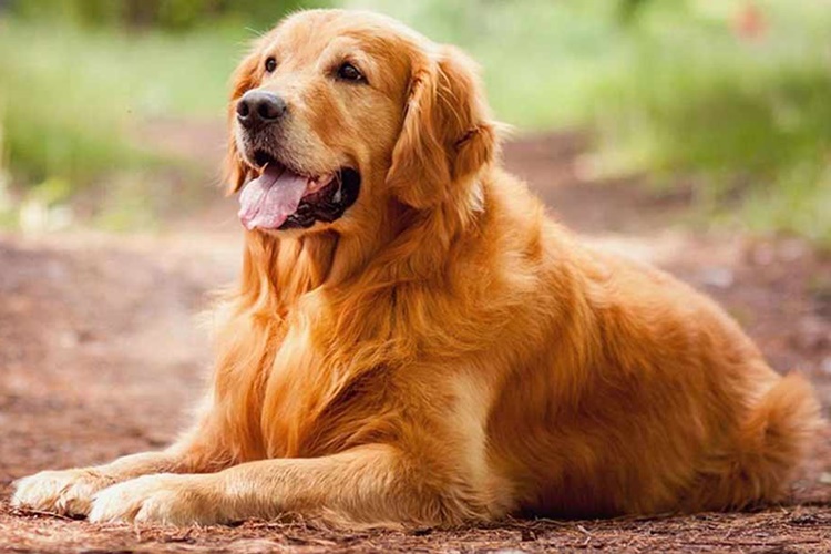 Yeni Doğum Yapan Köpeğin Kanaması Ne Kadar Sürer?
